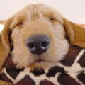 Basset Fauve de Bretagne
