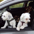 Mijn 2 honden kunnen goed auto rijden