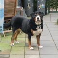 Grote Zwitserse Sennenhond