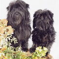Affenpinscher