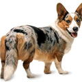 Welsh Corgi Cardigan