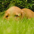 Basset Fauve de Bretagne