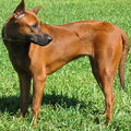 Thai Ridgeback
