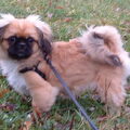 Pekingees