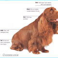 Sussex Spaniel