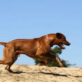 Rhodesian Ridgeback