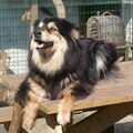 Finse Lappenhond