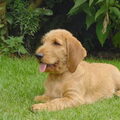 Basset Fauve de Bretagne