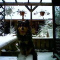 Finse Lappenhond
