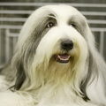Bearded Collie