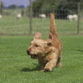 Basset Fauve de Bretagne