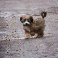 Tibetaanse Terrier