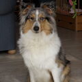 Sheltie