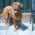 Bordeauxdog