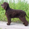 Ierse Waterspaniel