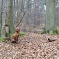 Vizsla (Hongaarse staande hond)