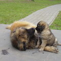 Leonberger