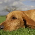 Basset Fauve de Bretagne