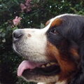Berner Sennenhond