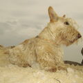 Schotse Terrier