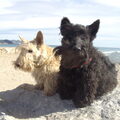 Schotse Terrier