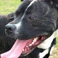 American Staffordshire Terrier