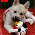 Noorse Buhund