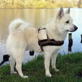 Noorse Buhund