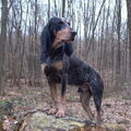 Luzerner Laufhund