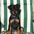 Duitse Pinscher