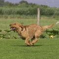 Basset Fauve de Bretagne