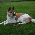 Great Japanese Dog