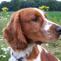 Welsh Springer Spaniel