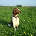 Welsh Springer Spaniel