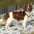 Welsh Springer Spaniel