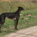 Greyhound