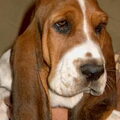 Basset Hound