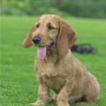 Basset Fauve de Bretagne