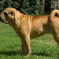 Shar Pei