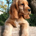 Engelse Cocker Spaniel