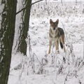 Saarloos Wolfhond