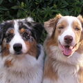 Australian Shepherd