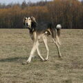Saluki