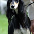 Saluki