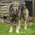 Sarplaninac