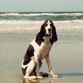 Schwyzer Laufhund