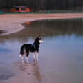 Koda voor het eerst lekker in het water.