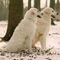 Kuvasz
