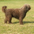 Perro de Agua Espagnõl