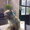 Cairn Terrier